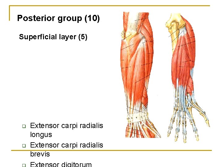 Posterior group (10) Superficial layer (5) q q Extensor carpi radialis longus Extensor carpi