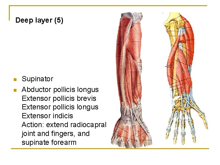 Deep layer (5) n n Supinator Abductor pollicis longus Extensor pollicis brevis Extensor pollicis