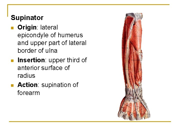Supinator n n n Origin: lateral epicondyle of humerus and upper part of lateral