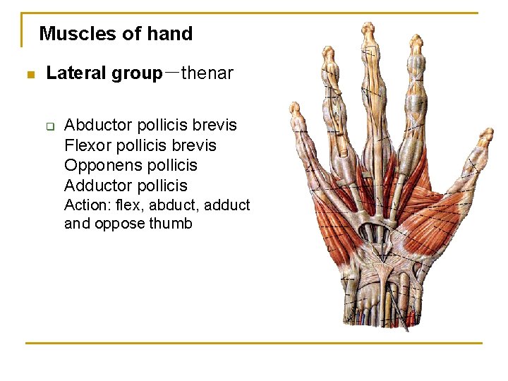 Muscles of hand n Lateral group－thenar q Abductor pollicis brevis Flexor pollicis brevis Opponens