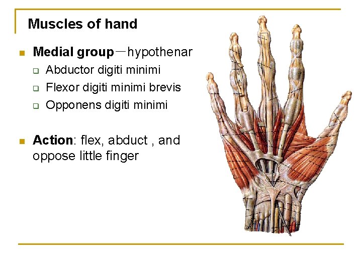 Muscles of hand n Medial group－hypothenar q q q n Abductor digiti minimi Flexor