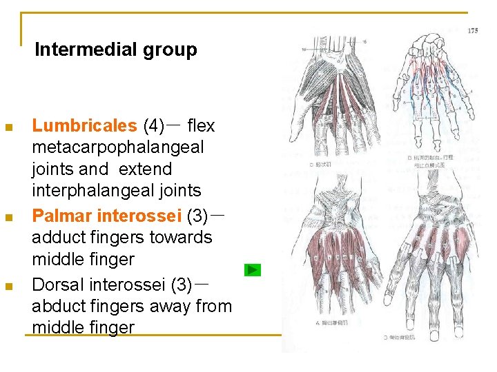 Intermedial group n n n Lumbricales (4)－ flex metacarpophalangeal joints and extend interphalangeal joints