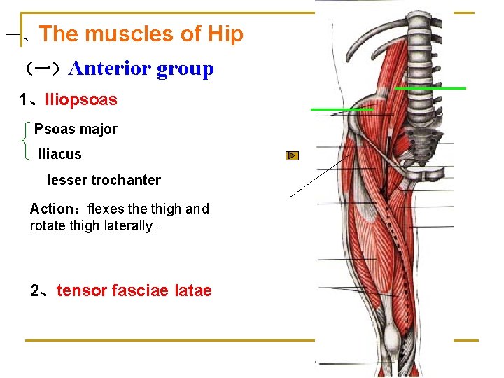 一、The muscles of Hip （一）Anterior group 1、Iliopsoas Psoas major Iliacus lesser trochanter Action：flexes the