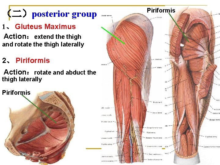 （二）posterior group 1、 Gluteus Maximus Action： extend the thigh and rotate thigh laterally 2、