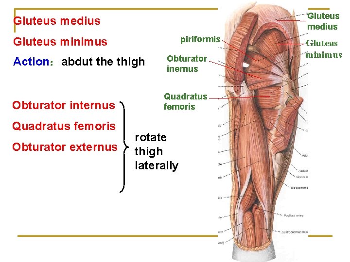 Gluteus medius piriformis Gluteus minimus Action：abdut the thigh Obturator internus Quadratus femoris Obturator externus