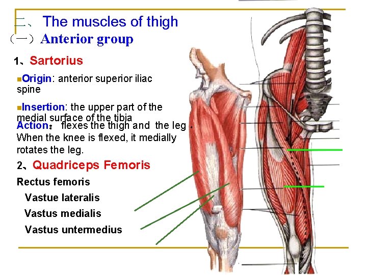 二、 The muscles of thigh （一）Anterior group 1、Sartorius n. Origin spine : anterior superior