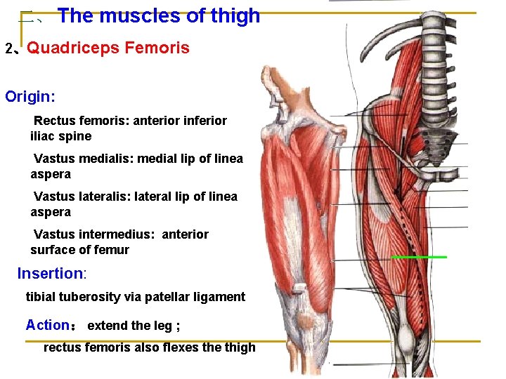 二、 The muscles of thigh 2、Quadriceps Femoris Origin: Rectus femoris: anterior inferior iliac spine