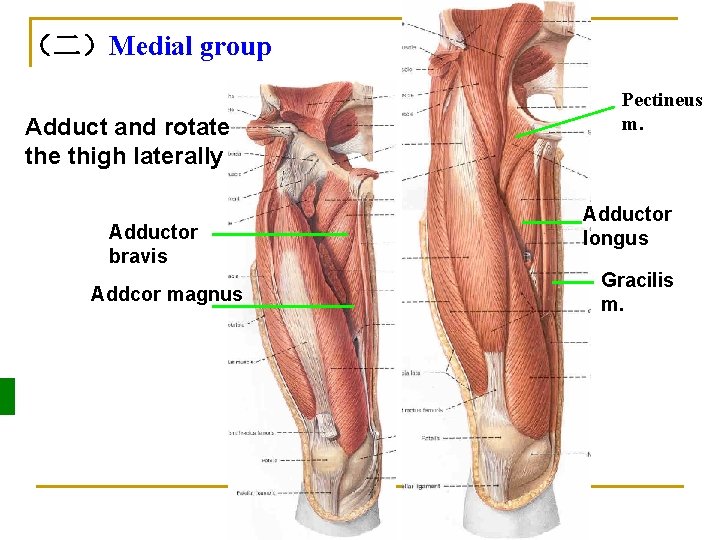 （二）Medial group Adduct and rotate thigh laterally Adductor bravis Addcor magnus Pectineus m. Adductor