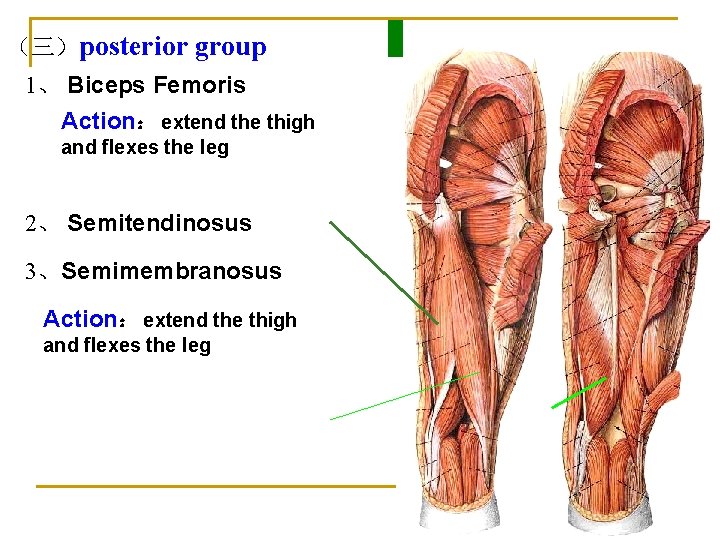 （三）posterior group 1、 Biceps Femoris Action： extend the thigh and flexes the leg 2、