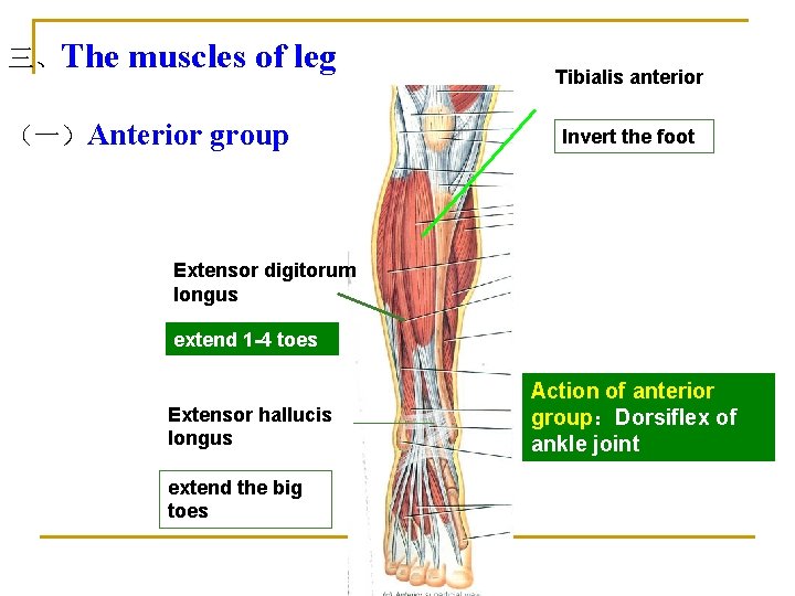 三、The muscles of leg （一）Anterior group Tibialis anterior Invert the foot Extensor digitorum longus