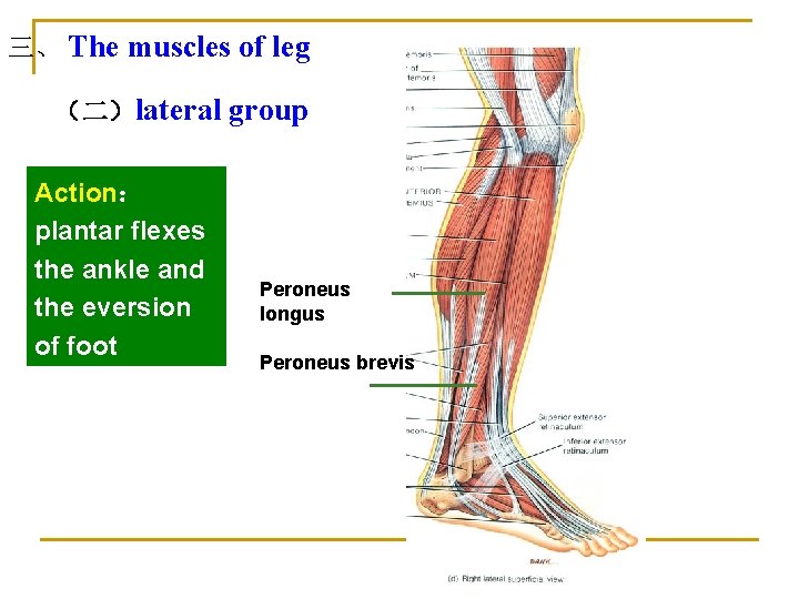 三、 The muscles of leg （二）lateral group Action： plantar flexes the ankle and the