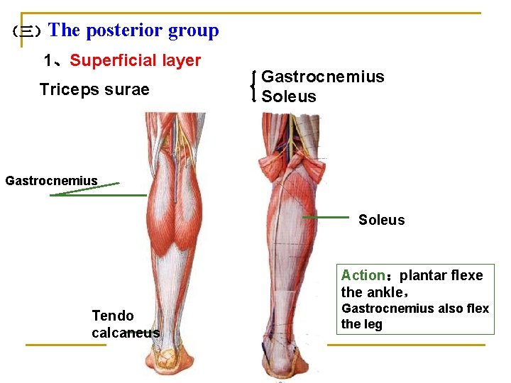 （三）The posterior group 1、Superficial layer Triceps surae Gastrocnemius Soleus Action：plantar flexe the ankle， Tendo