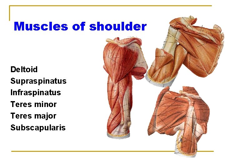 Muscles of shoulder Deltoid Supraspinatus Infraspinatus Teres minor Teres major Subscapularis 