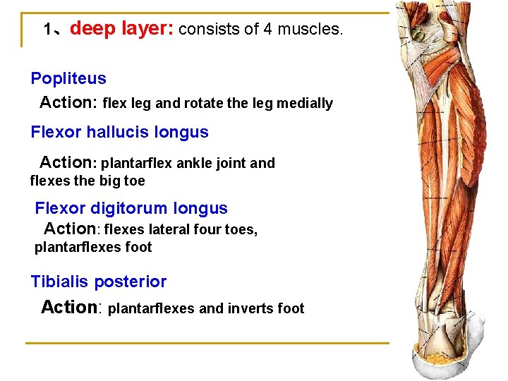 1、deep layer: consists of 4 muscles. Popliteus Action: flex leg and rotate the leg