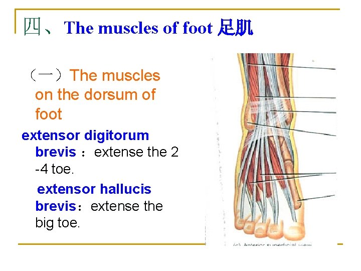 四、The muscles of foot 足肌 （一）The muscles on the dorsum of foot extensor digitorum