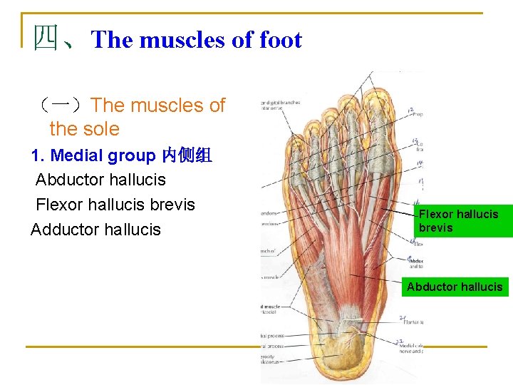 四、The muscles of foot （一）The muscles of the sole 1. Medial group 内侧组 Abductor