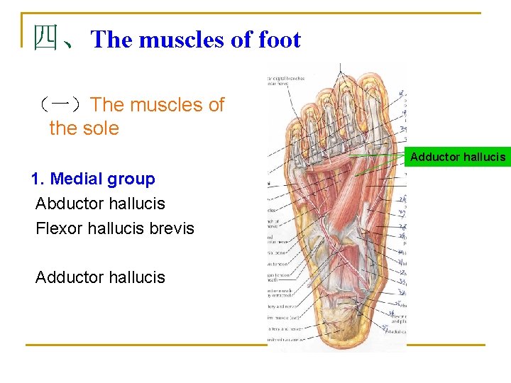 四、The muscles of foot （一）The muscles of the sole Adductor hallucis 1. Medial group