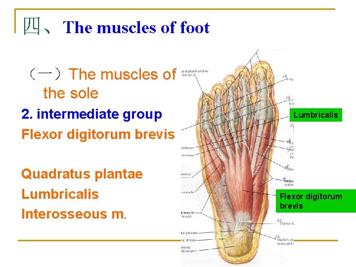 四、The muscles of foot （一）The muscles of the sole 2. intermediate group Flexor digitorum