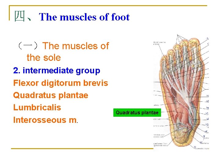 四、The muscles of foot （一）The muscles of the sole 2. intermediate group Flexor digitorum