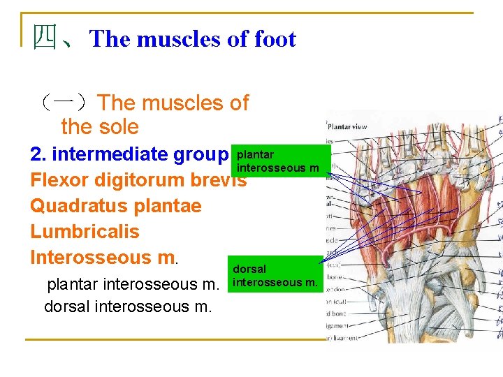 四、The muscles of foot （一）The muscles of the sole 2. intermediate group plantar interosseous