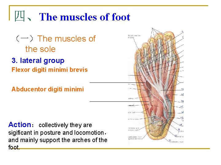 四、The muscles of foot （一）The muscles of the sole 3. lateral group Flexor digiti