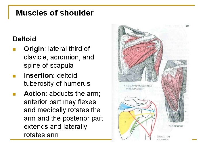 Muscles of shoulder Deltoid n Origin: lateral third of clavicle, acromion, and spine of
