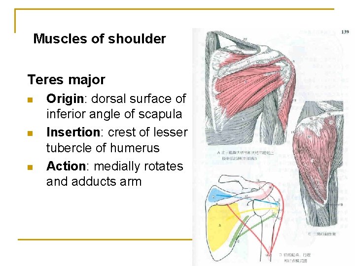 Muscles of shoulder Teres major n n n Origin: dorsal surface of inferior angle