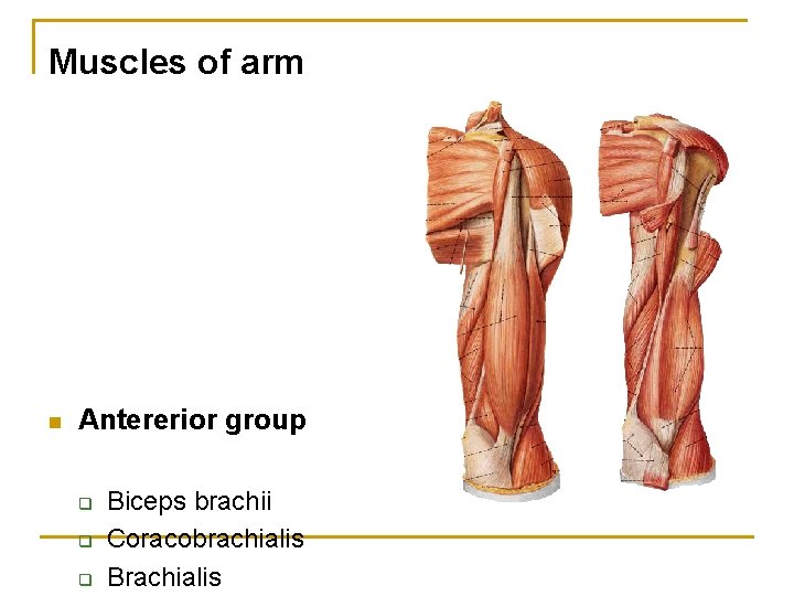 Muscles of arm n Antererior group q q q Biceps brachii Coracobrachialis Brachialis 