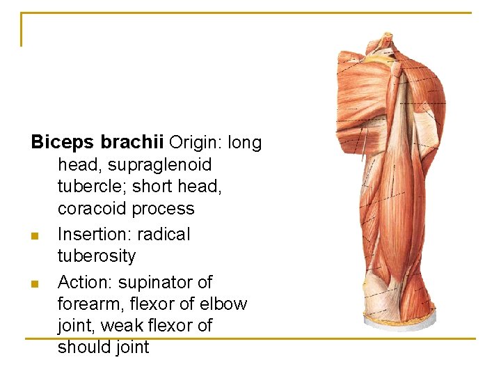 Biceps brachii Origin: long n n head, supraglenoid tubercle; short head, coracoid process Insertion: