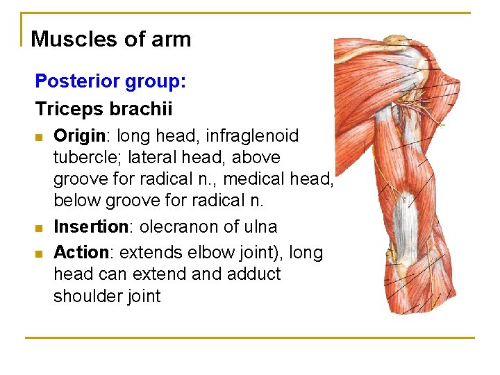 Muscles of arm Posterior group: Triceps brachii n n n Origin: long head, infraglenoid