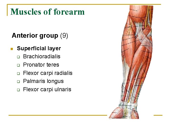 Muscles of forearm Anterior group (9) n Superficial layer q Brachioradialis q Pronator teres