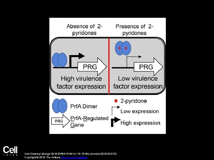 Cell Chemical Biology 2016 23404 -414 DOI: (10. 1016/j. chembiol. 2016. 02. 013) Copyright