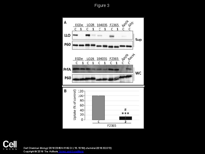 Figure 3 Cell Chemical Biology 2016 23404 -414 DOI: (10. 1016/j. chembiol. 2016. 02.