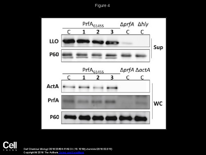 Figure 4 Cell Chemical Biology 2016 23404 -414 DOI: (10. 1016/j. chembiol. 2016. 02.