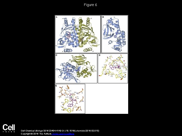 Figure 6 Cell Chemical Biology 2016 23404 -414 DOI: (10. 1016/j. chembiol. 2016. 02.