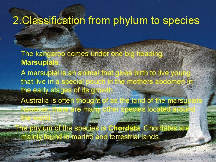 2. Classification from phylum to species The kangaroo comes under one big heading, Marsupials.