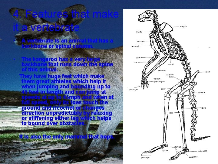 4. Features that make it a vertebrate • A vertebrate is an animal that