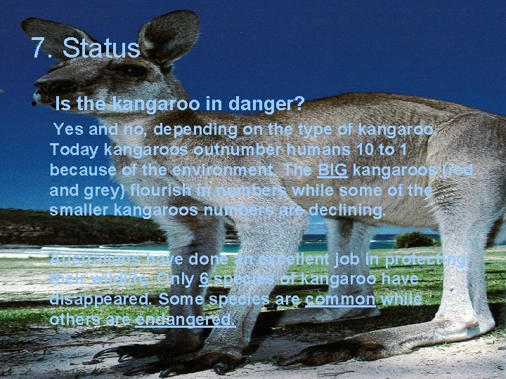 7. Status • Is the kangaroo in danger? Yes and no, depending on the