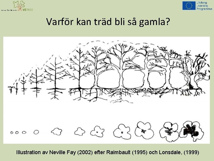 Varför kan träd bli så gamla? Illustration av Neville Fay (2002) efter Raimbault (1995)