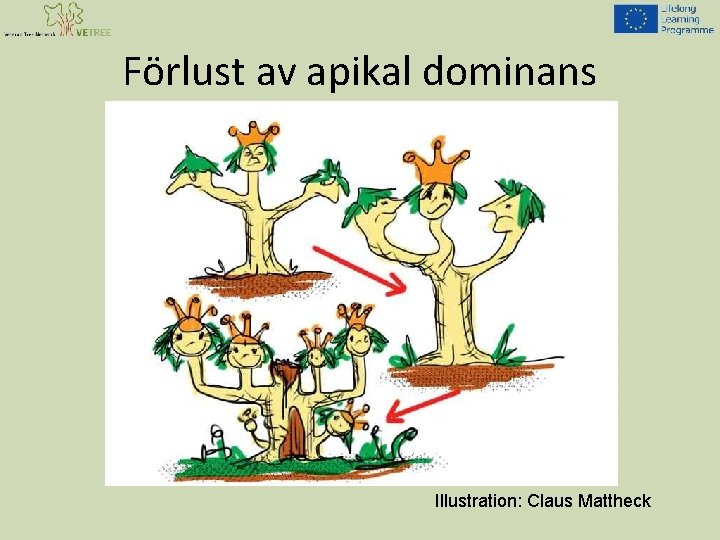 Förlust av apikal dominans Illustration: Claus Mattheck 