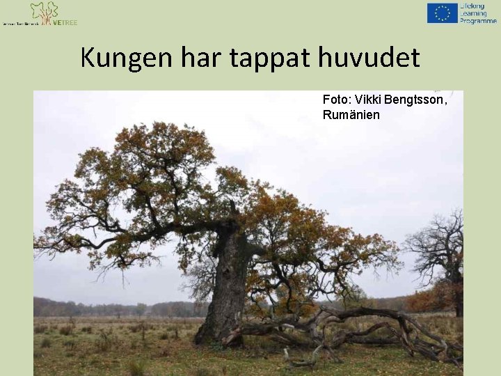 Kungen har tappat huvudet Foto: Vikki Bengtsson, Rumänien 