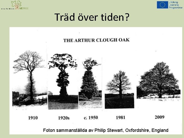 Träd över tiden? Foton sammanställda av Philip Stewart, Oxfordshire, England 
