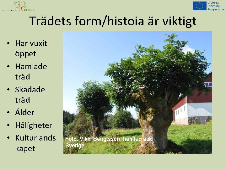 Trädets form/histoia är viktigt • Har vuxit öppet • Hamlade träd • Skadade träd