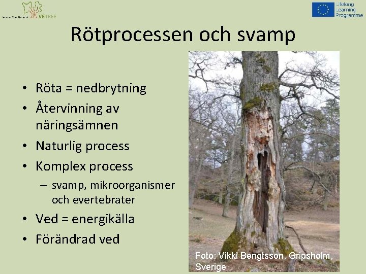 Rötprocessen och svamp • Röta = nedbrytning • Återvinning av näringsämnen • Naturlig process