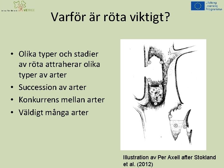 Varför är röta viktigt? • Olika typer och stadier av röta attraherar olika typer