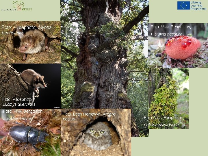 Foto: Vikki Bengtsson, Foto: Vildaphoto, Myotis bechsteinii Fistulina hepatica Foto: Vildaphoto, Eliomys quercinus Foto: