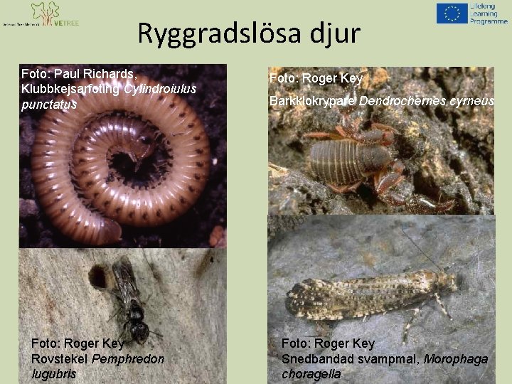 Ryggradslösa djur Foto: Paul Richards, Klubbkejsarfoting Cylindroiulus punctatus Foto: Roger Key Rovstekel Pemphredon lugubris