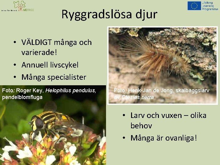 Ryggradslösa djur • VÄLDIGT många och varierade! • Annuell livscykel • Många specialister Foto: