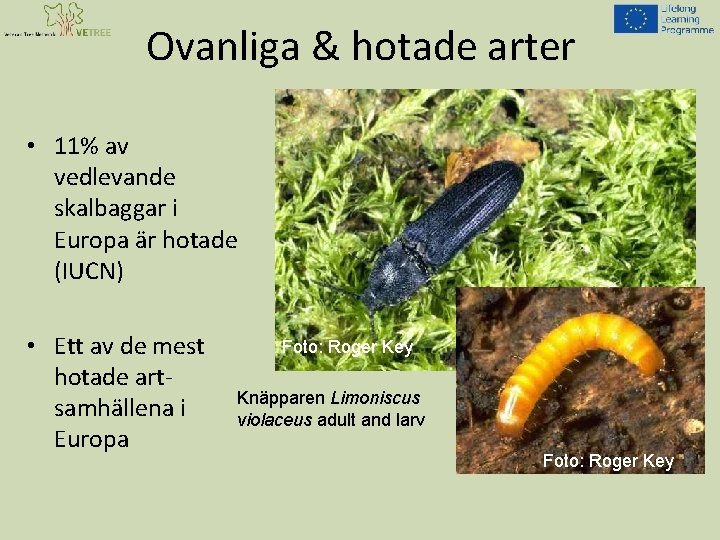 Ovanliga & hotade arter • 11% av vedlevande skalbaggar i Europa är hotade (IUCN)