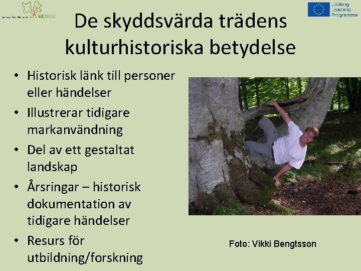 De skyddsvärda trädens kulturhistoriska betydelse • Historisk länk till personer eller händelser • Illustrerar